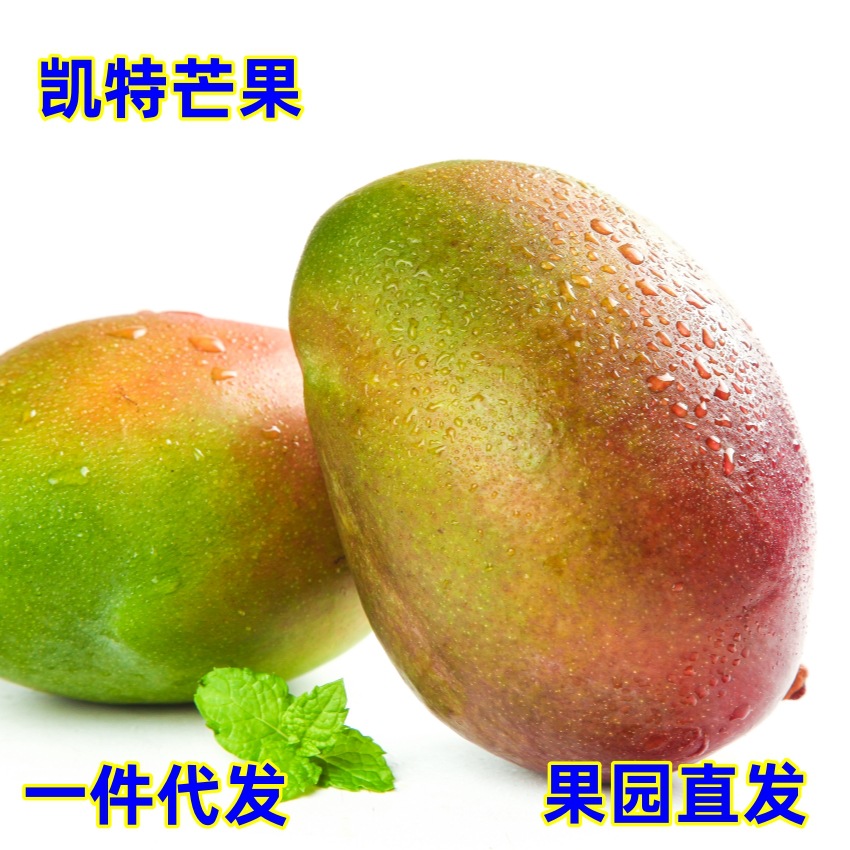 一件代发现货四川攀枝花凯特芒果当季时令新鲜现摘凯特芒果供电商