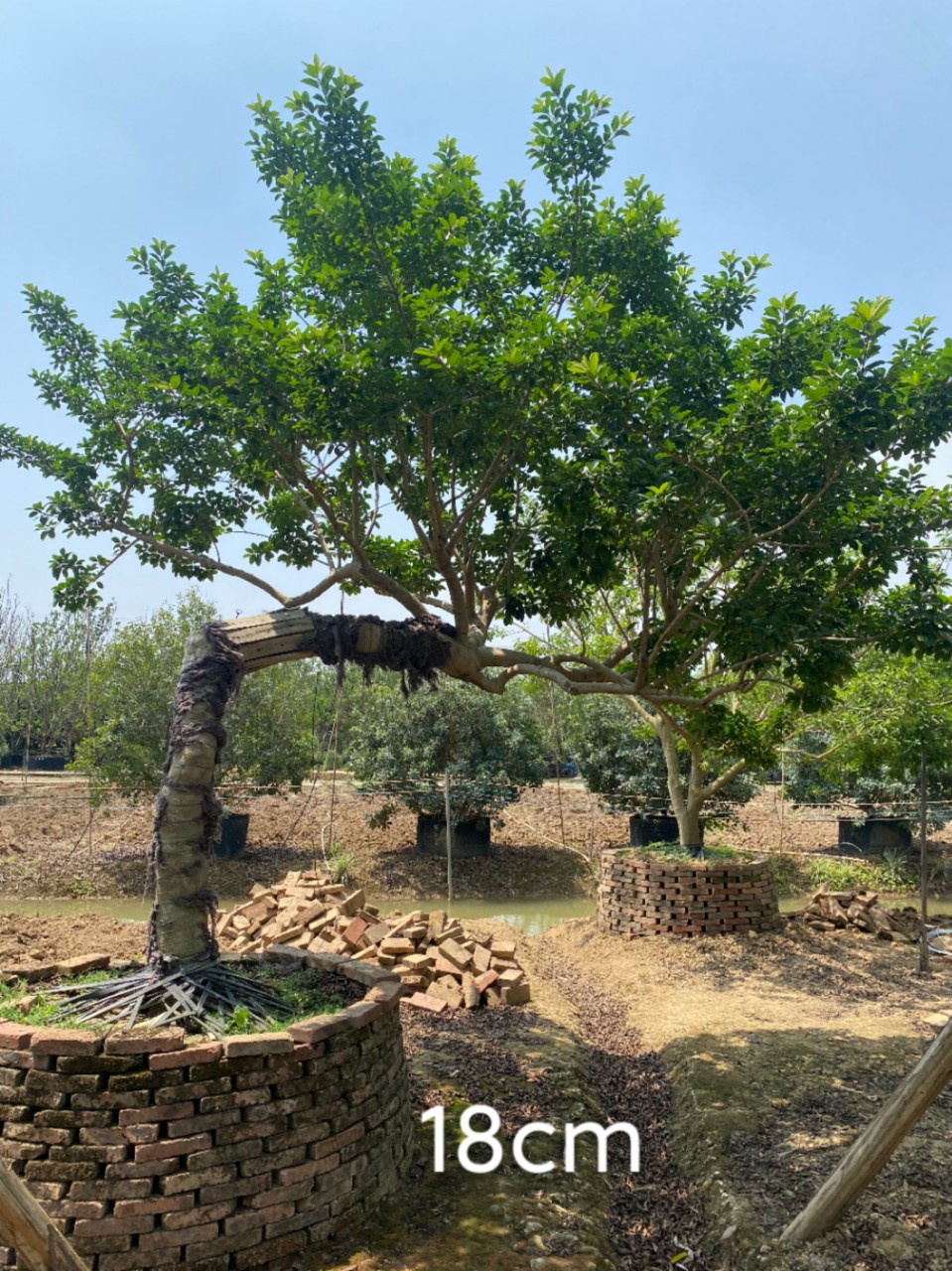 2108基地 供应 异形 斜飘 弯杆铁冬青 15-30cm假植苗 歪脖子造型