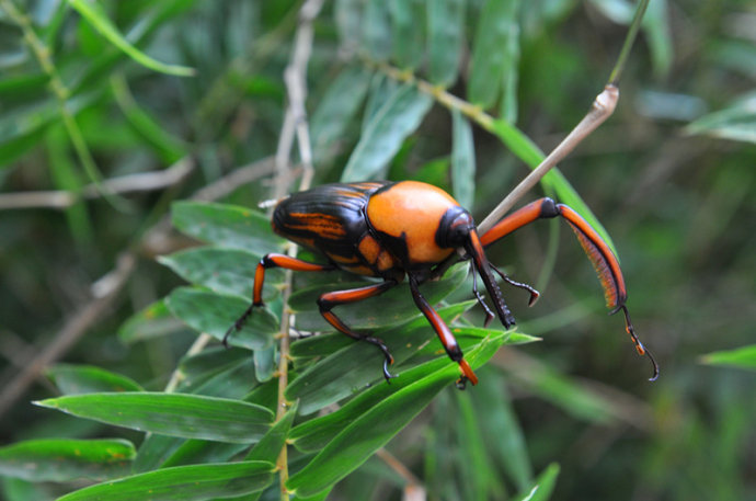 鲜活速冻竹笋象虫笋苞竹虫食用昆虫象竹鼻虫美味长鼻子虫烧烤食材