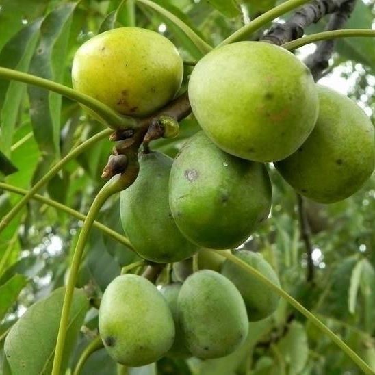 江西野生南酸枣现摘现发五眼果鼻涕果酸枣糕原材料酸甜果酸枣新鲜