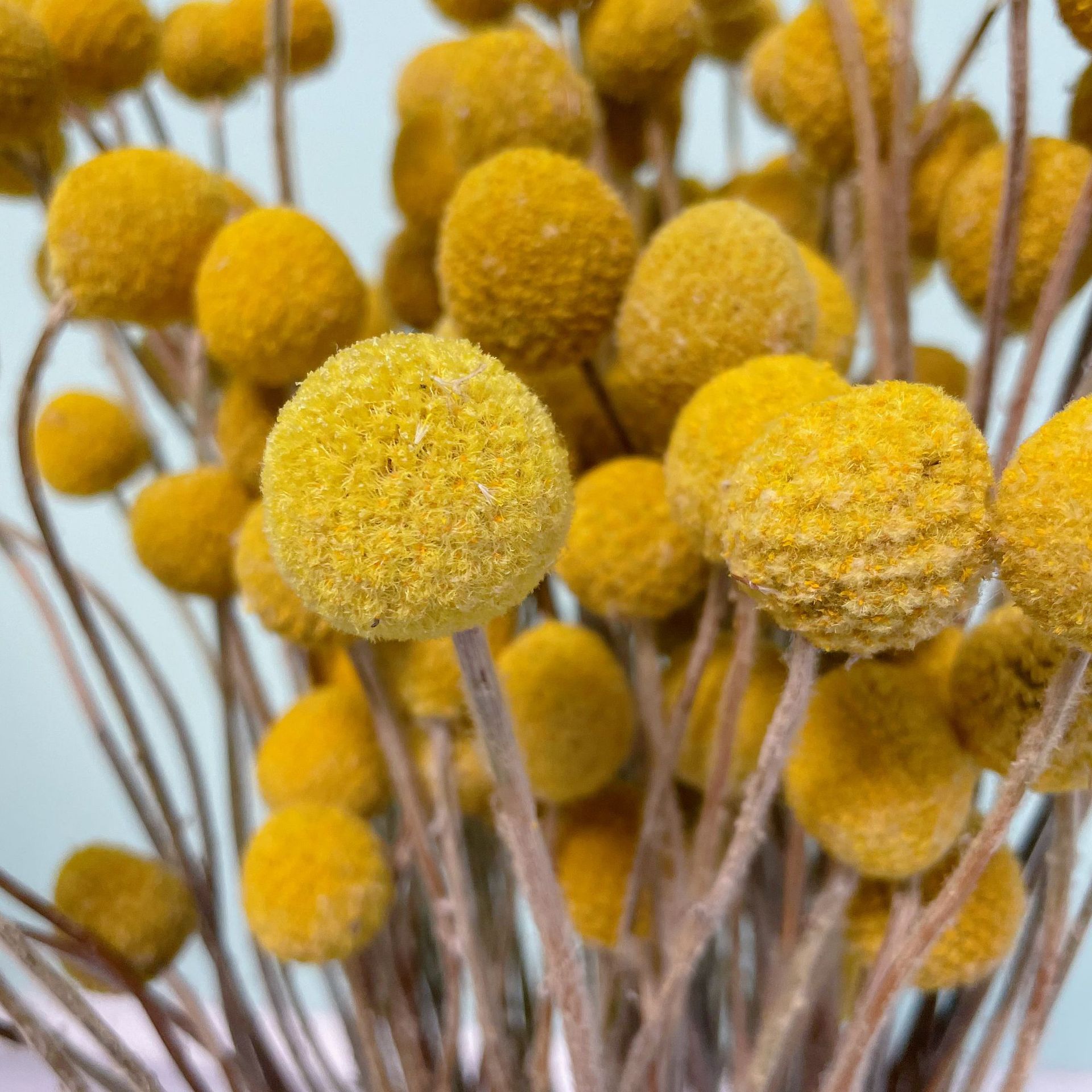 黄金球干花花束 云南厂家批发干花永生花黄金球家居装饰花束配材