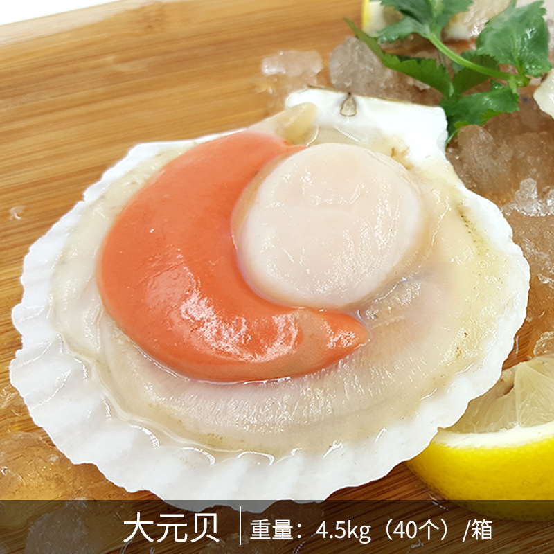新鲜大元贝 14厘米大虾夷扇贝 酒席半壳扇贝 烧烤粉丝贝壳海鲜