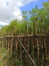 广东揭阳蓝花楹树苗观花植物庭院绿化公园小区行道蓝花楹移植袋苗