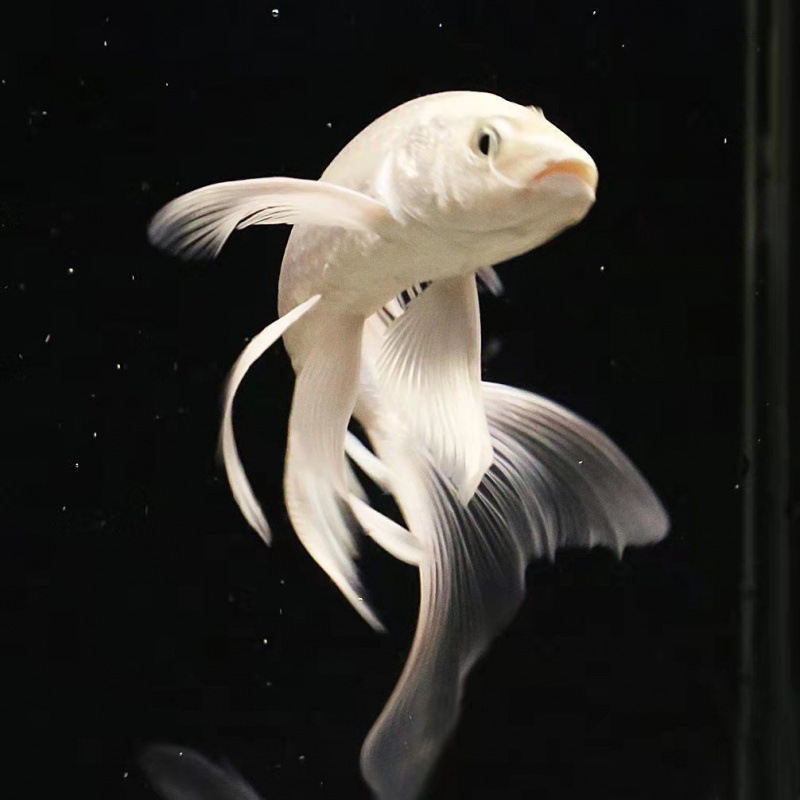 观赏鱼包邮龙凤锦鲤活体易活冷水活鱼淡水小金鱼苗好养耐活蝴蝶鲤