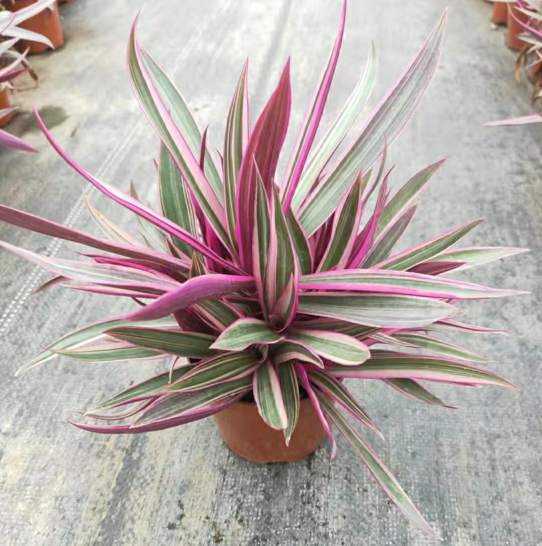 2207基地批发 供应 花叶蚌兰 盆栽袋苗 彩叶 小蚌兰 观叶植物