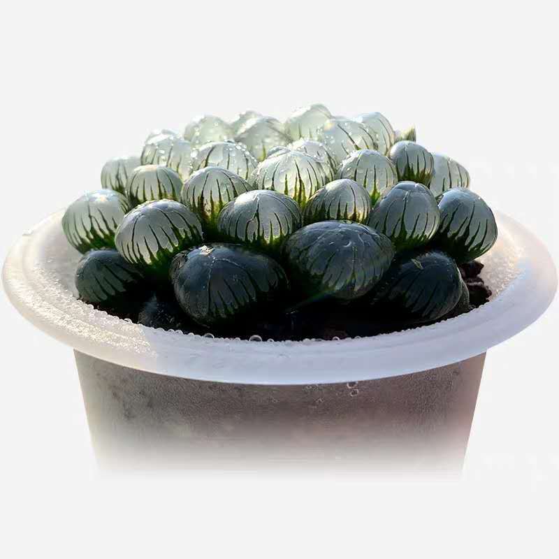 小清纯花屋 冰灯玉露透亮大窗 多肉植物十二卷 室内组合盆栽