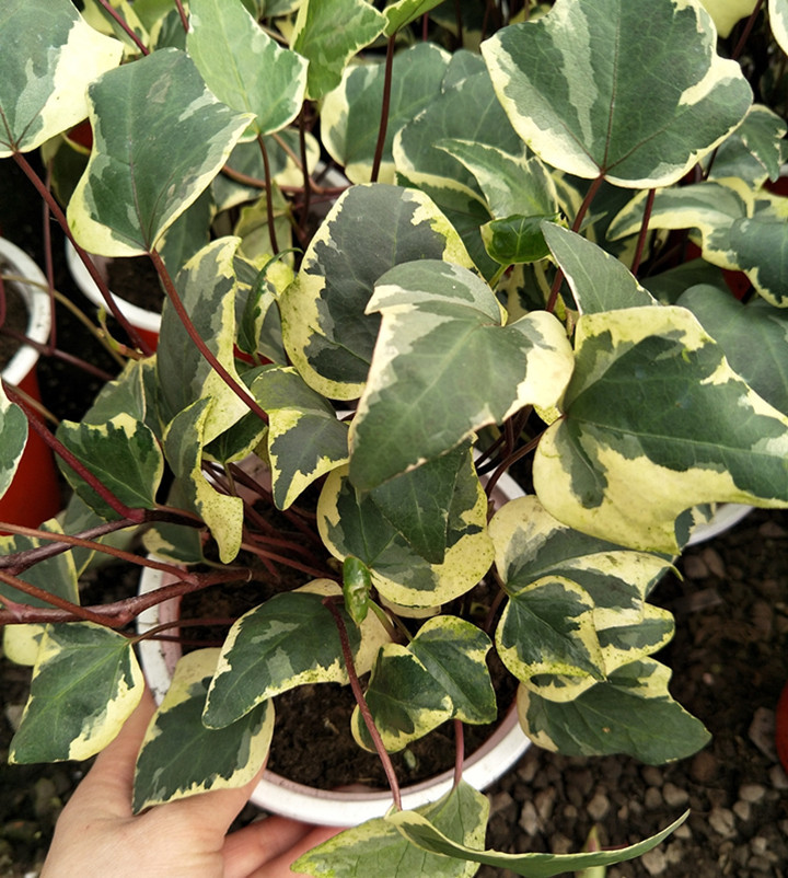 大叶花叶常春藤盆栽金边四季常青阳台庭院室内花卉绿植垂吊植物