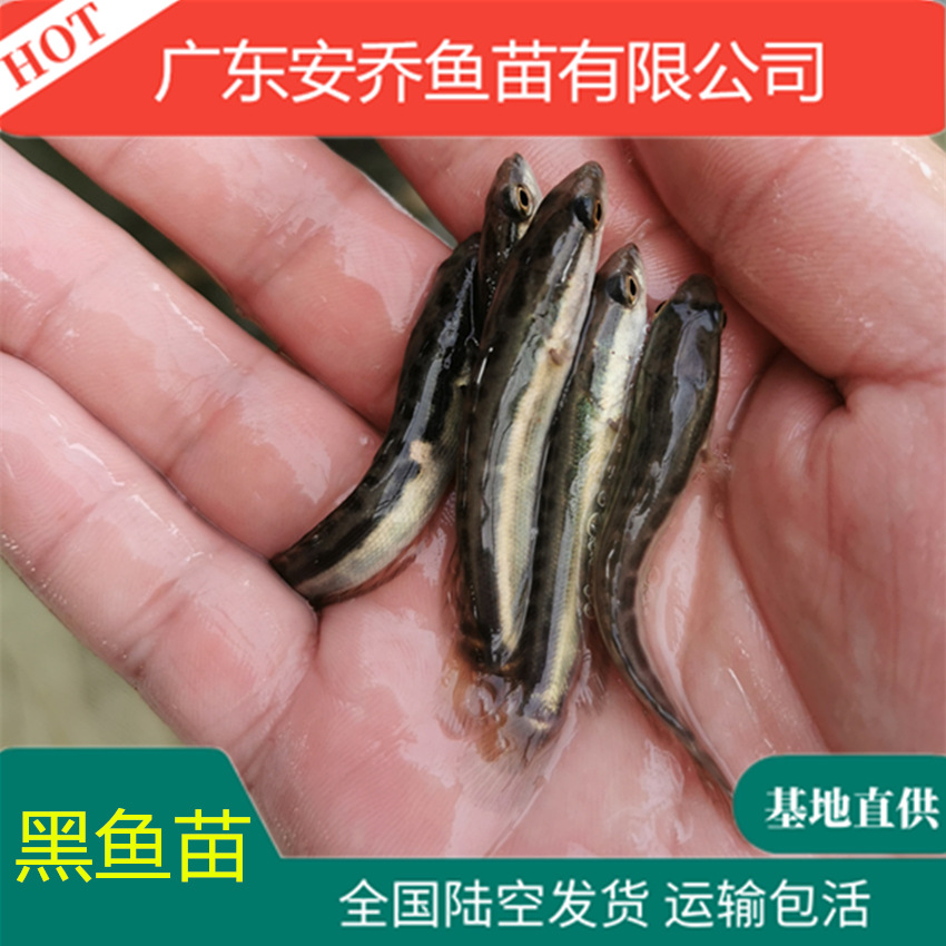 黑鱼苗 生鱼苗 乌鱼苗 杂交黑鱼鱼苗 活体黑鱼苗淡水养殖 高效益