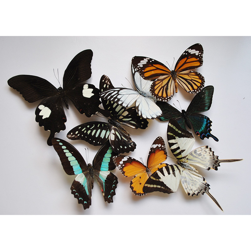 Real Butterfly Specimens Crafts Have Spread Wings Kindergarten Teaching Aids Popular Science Cognition DIY Production Varieties Optional