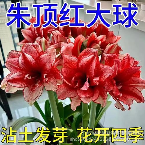 四季开花重瓣朱顶红种球多年生室内外阳台庭院花卉绿植盆栽花植物