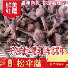 东北红蘑松蘑菇新品干货野生的松树伞松散红菇肉蘑鸡血蘑炖鸡蘑