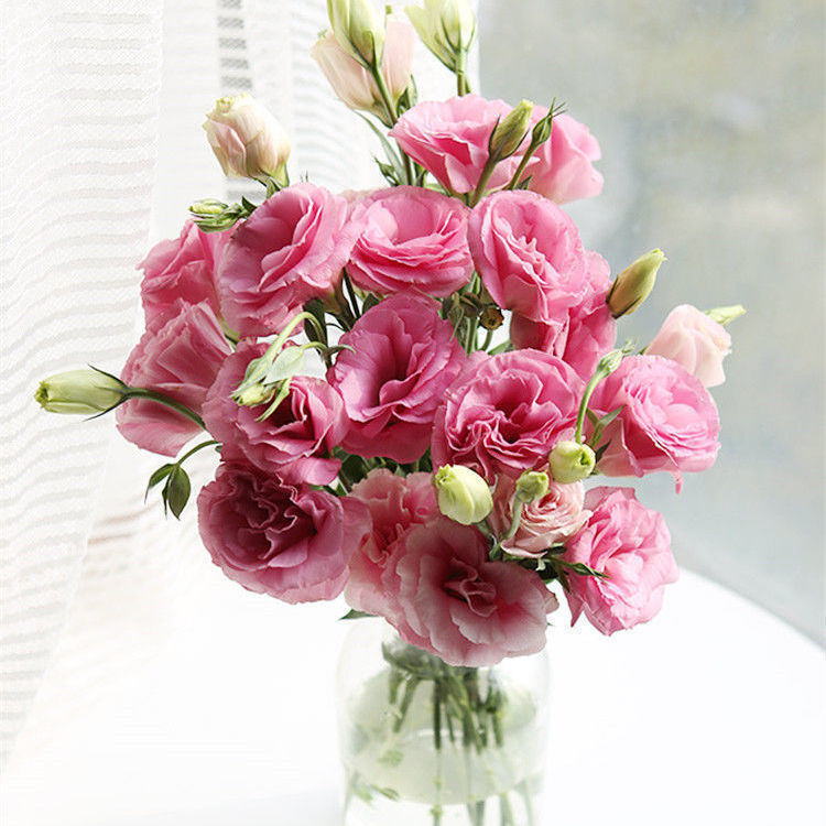 云南昆明鲜花洋桔梗一扎20个花蕾包邮