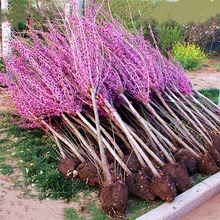 丛生紫荆花苗庭院观赏绿化苗木花卉紫荆苗紫荆树苗满条红四季盆栽