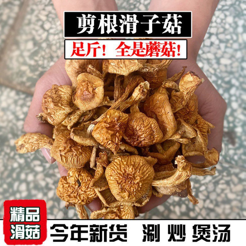滑子菇干承德特产滑菇滑子蘑干货去根小黄蘑滑菇干小鸡炖蘑菇包邮