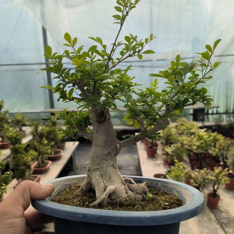 批发盆栽对节白蜡盆景老桩盆栽白皮微型掌上桌面熟桩矮霸盆景绿植