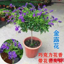 金露花盆栽带花苞蓝精灵巧克力花棒棒糖蓝耐寒香水蕾丝室外耐晒‘