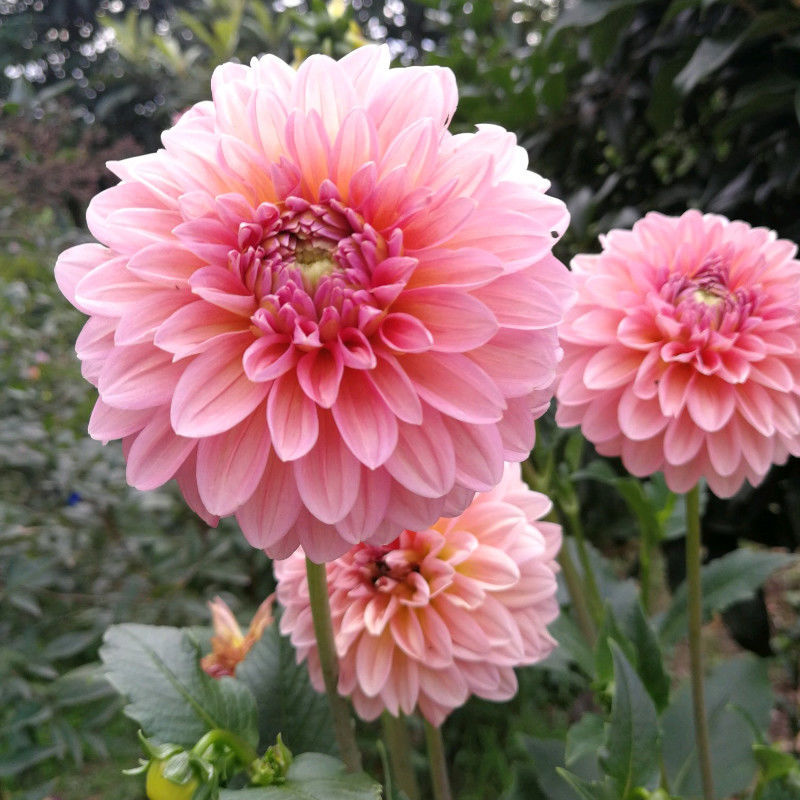 大丽菊花地瓜花大丽花室内庭院种植盆栽植物花卉阳台种植四季开花