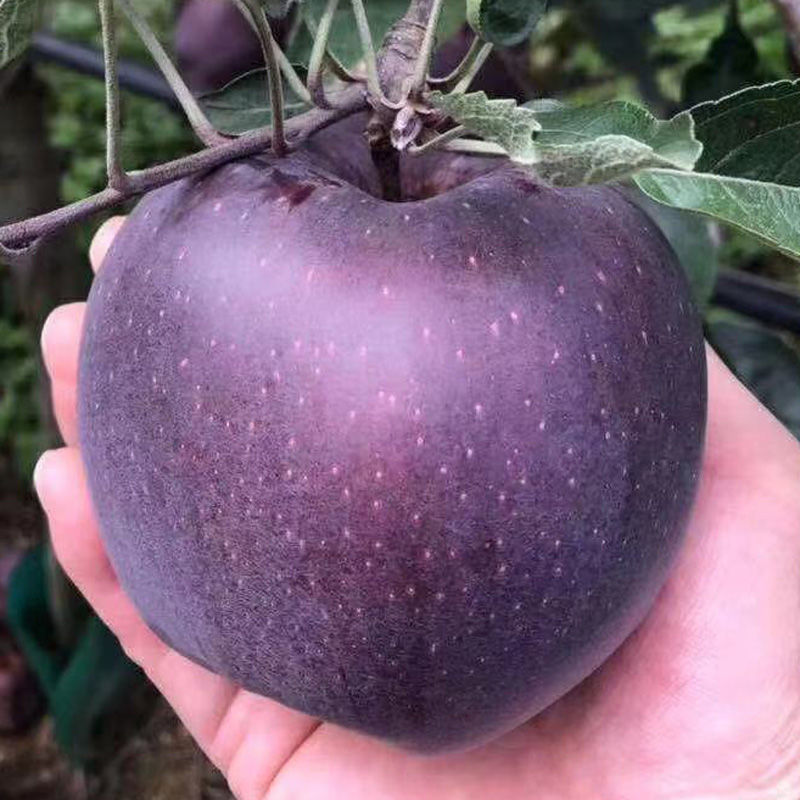 稀有种 黑卡黑钻苹果树苗 苹果苗南北方种植紫色嘎啦脆甜高产