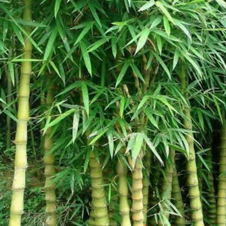 供应罗汉竹子苗 庭院绿化 罗汉竹盆栽 又名佛肚竹 规格齐全-阿里巴巴