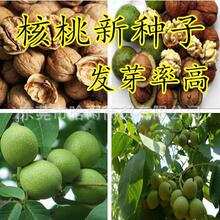 批发山核桃种子薄皮纸皮核桃种子胡桃羌桃种子种植文玩核桃树种子