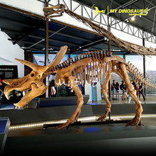 还原博物馆恐龙骨架 三角龙骨骼化石标本 景区公园热销摆件