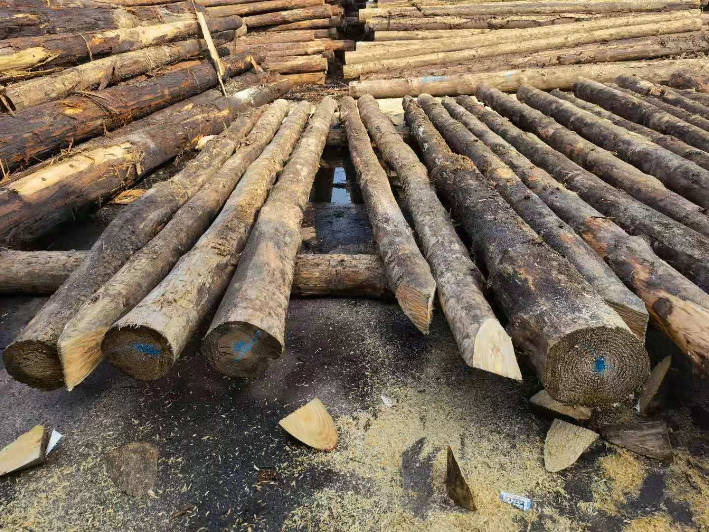 松木桩河道打桩木白松落叶松原木护坡整治绿化支撑圆木桩剥皮削尖