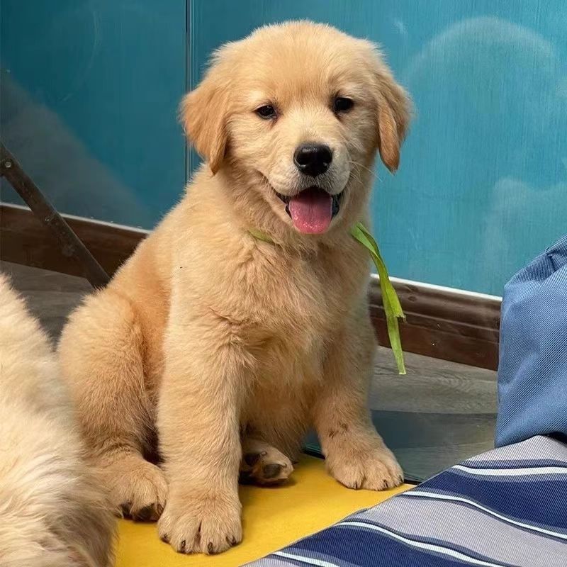 纯种金毛犬幼犬活体长毛性格温顺中型犬沙滩金枫叶红家养可爱听话