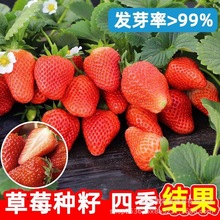 四季奶油草莓种籽子春秋家庭阳台盆栽新手易种水果红草莓种子大全