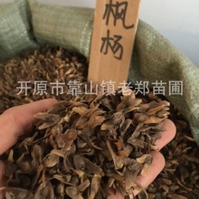 枫杨种子批发枰伦树籽播育苗城乡绿化行道树新疆杨风杨香杨树种苗