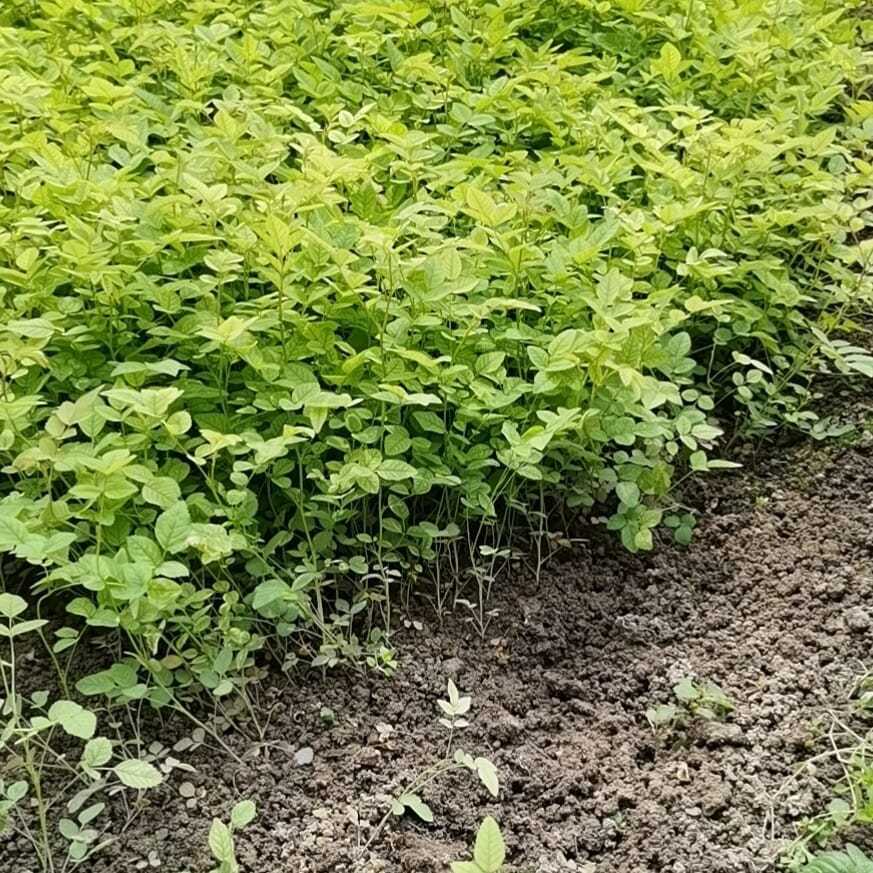 无刺实生蔷薇苗爬墙梅日本无刺白花蔷薇小苗月季嫁接砧木蔷薇苗