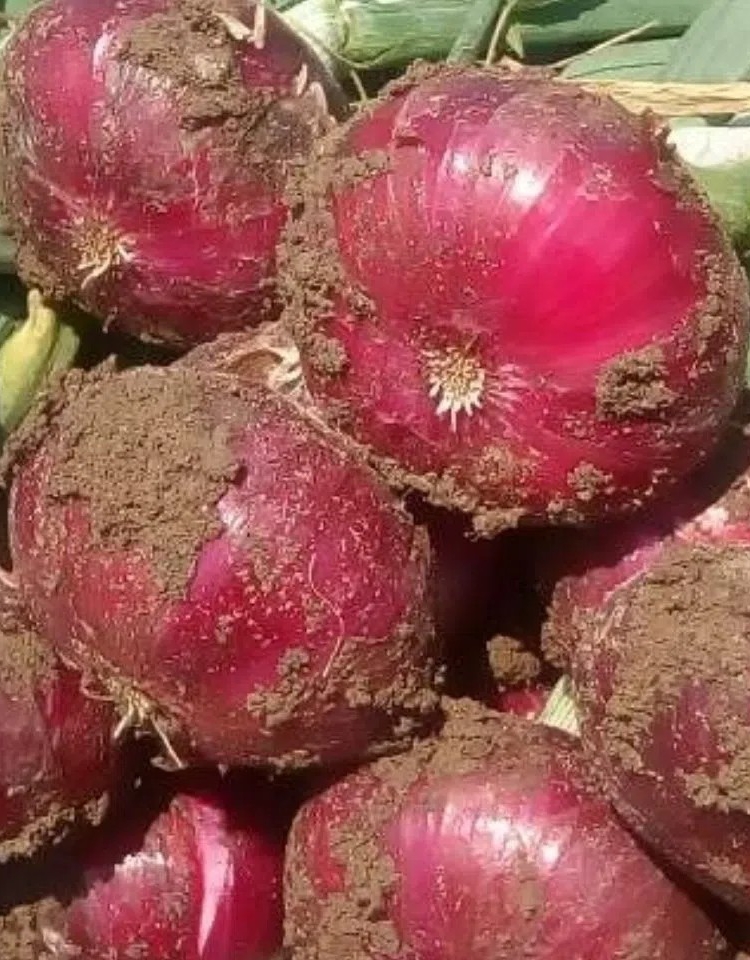 云南水果洋葱新鲜10斤大小圆葱头农家蔬菜生吃甜脆多汁-阿里巴巴