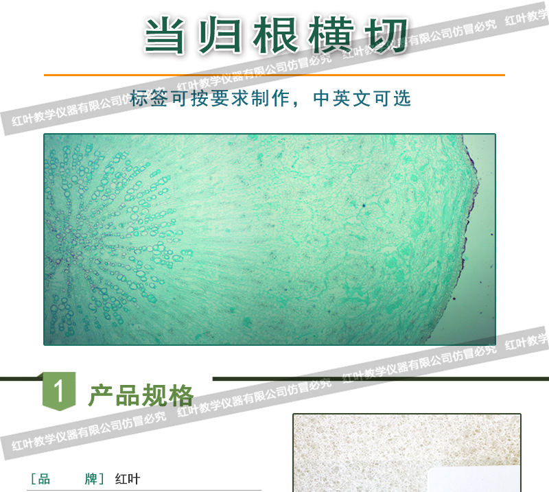 当归根横切 组织细胞切片 教学用组织切片 植物类切片标本
