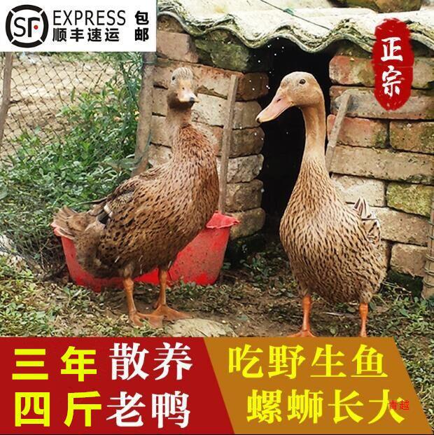 三年老鸭子现杀散养整鸭 麻鸭农家水鸭土鸭 老母鸭 活鸭 鸭肉