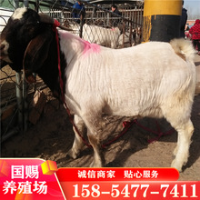 大耳羊波尔山羊价格-最新大耳羊波尔山羊价格,批发报价,价格大全