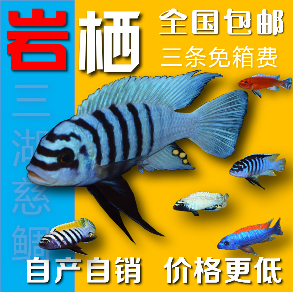 三湖慈鲷鱼苗活体马鲷岩栖鲷科鱼大骷髅非洲王子慈雕中小型热带鱼