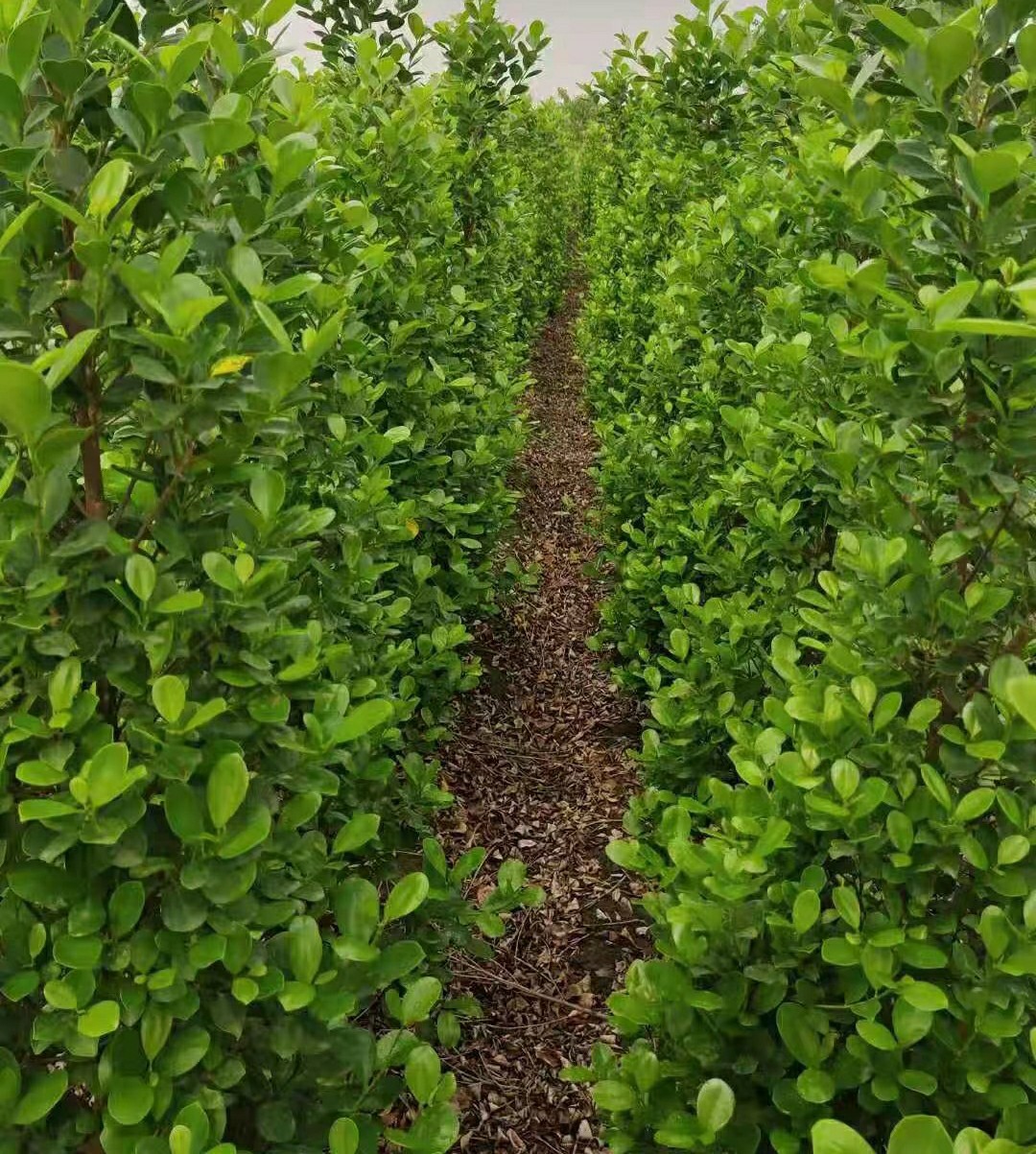 火山榕 金钱榕 绿篱花苗 榕树 中山绿植灌木基地批发