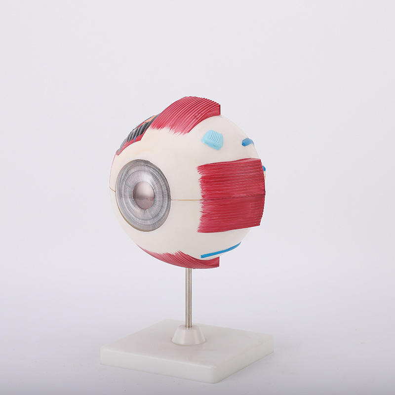 厂家直供实验室人体眼球模型 模型仿真 可拆卸设计生物教学仪器