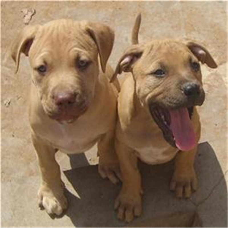 纯种比特幼犬活体看家护院宠物犬斗狗大骨架比特犬