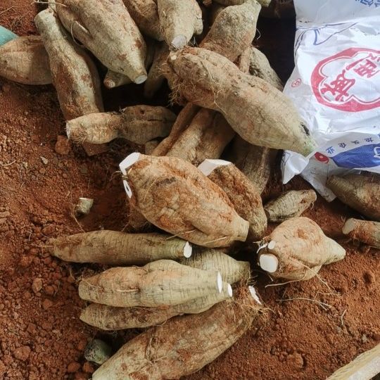 广西产地直发葛根鲜葛根粉葛代办直发-阿里巴巴