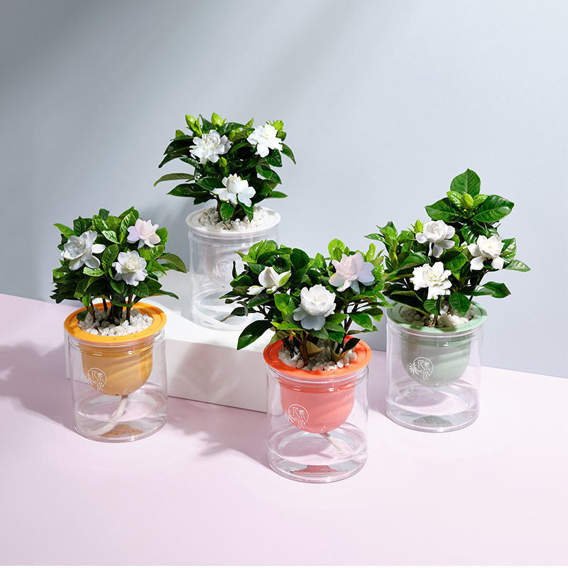 柑橘栀子花去甲醛的绿植盆栽室内好养活绿植栀子花盆栽浓香型四季