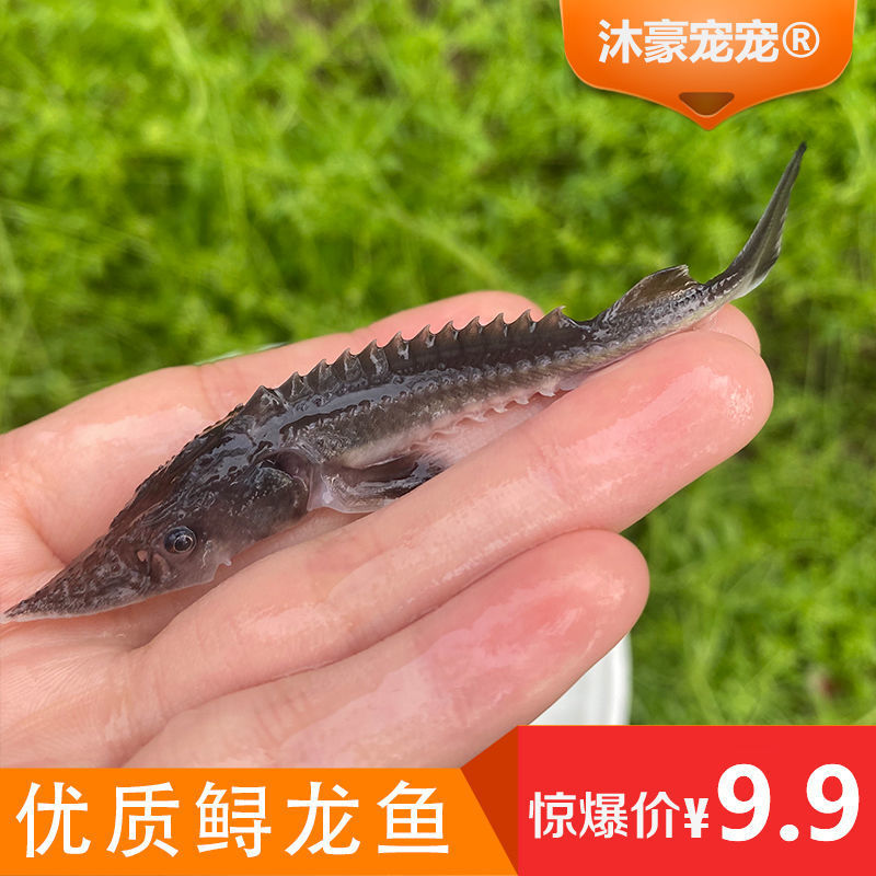 观赏鱼冷水鱼鲟龙鱼西伯利亚鲟鱼淡水鱼活体尖嘴鲟名贵鱼苗杂交鲟