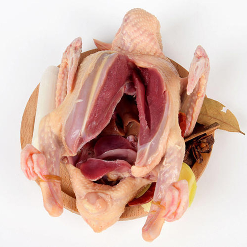 新鲜土鸽子乳鸽农家散养鸽子活体现鸽子肉老生鲜