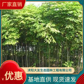 基地供应各种植物 苗子 成品苗  千头椿 绿化植物