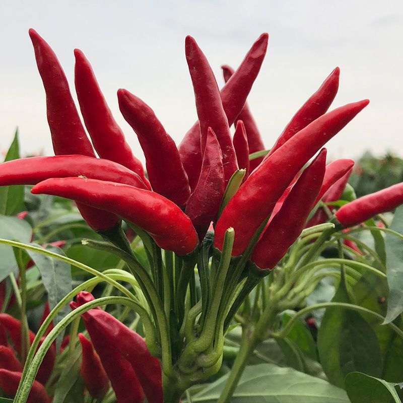 朝天椒种子 红色小米椒高产子弹头辣椒种四季阳台四季蔬菜种籽