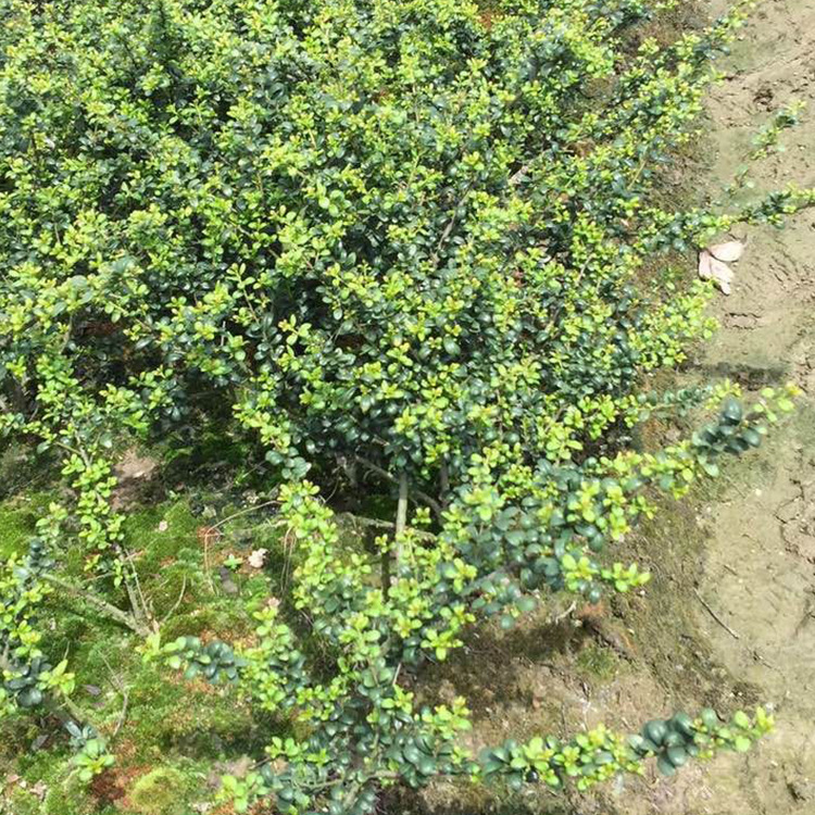 苗木 工程绿化 园林龟甲冬青球盆栽景观龟甲冬青球灌木龟甲冬青球