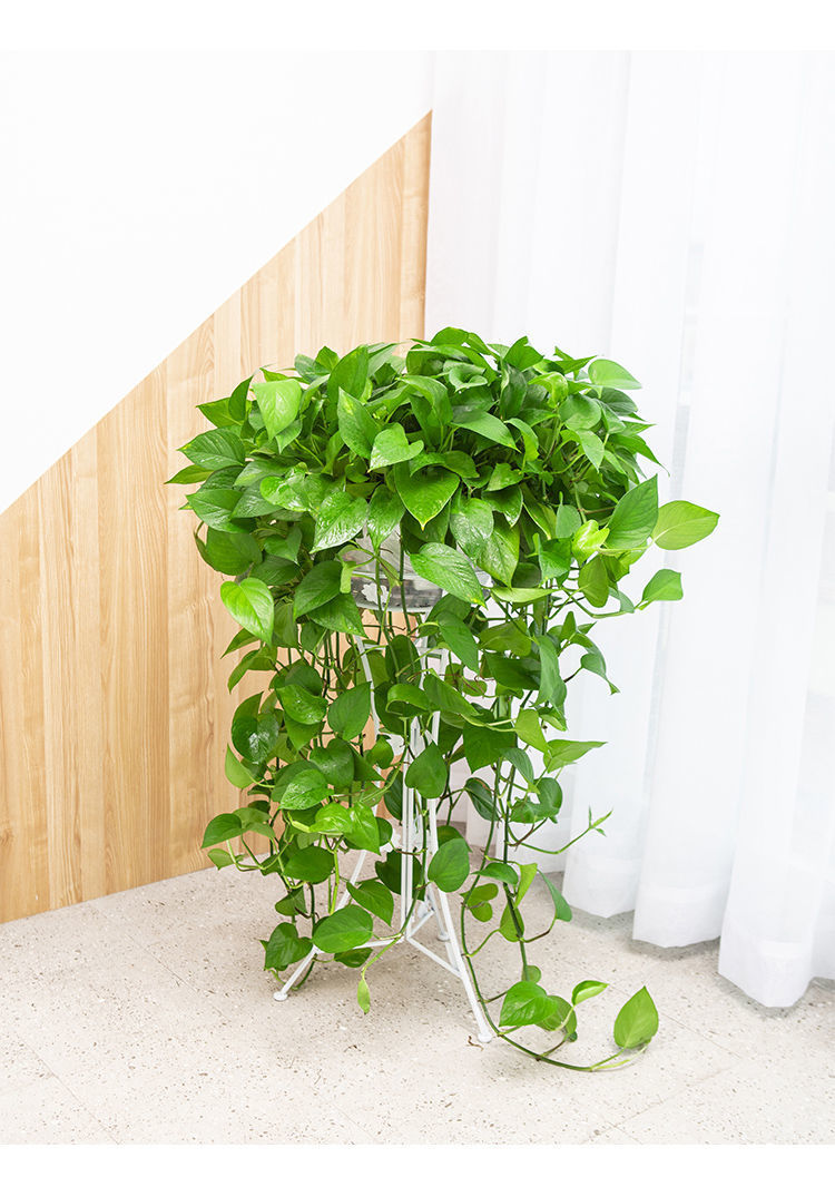 绿萝盆栽室内好养客厅吸除甲醛绿植花卉水培植物大叶长藤绿箩批发