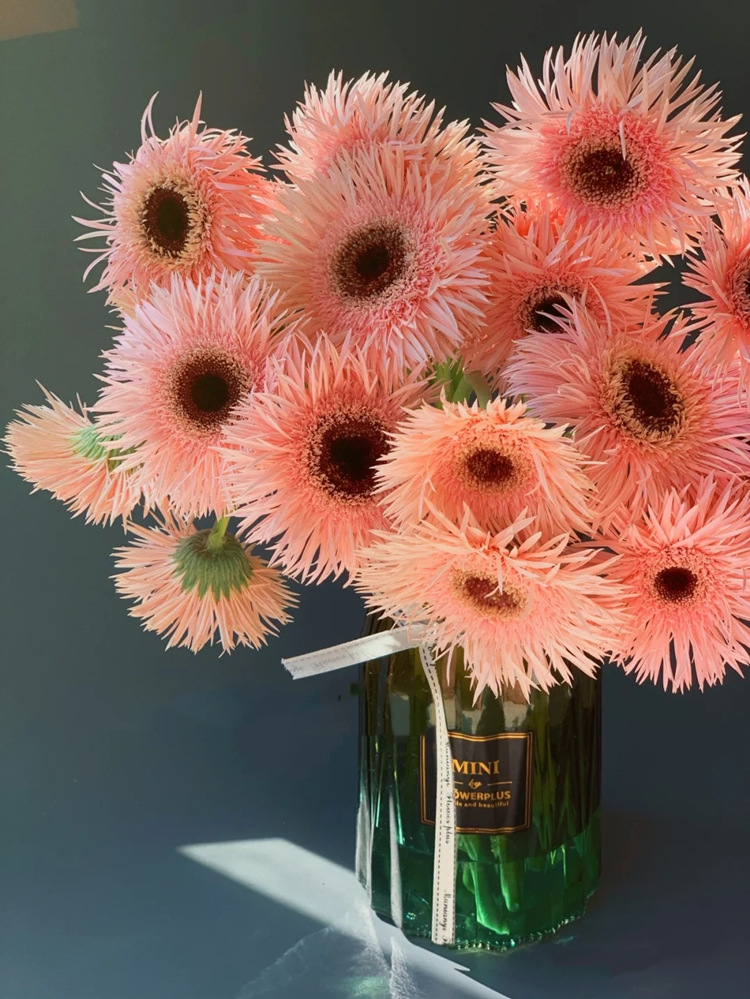 非洲菊鲜花批发扶郎花太阳花拉丝菊鲜花花店摆摊用花社区团购货源