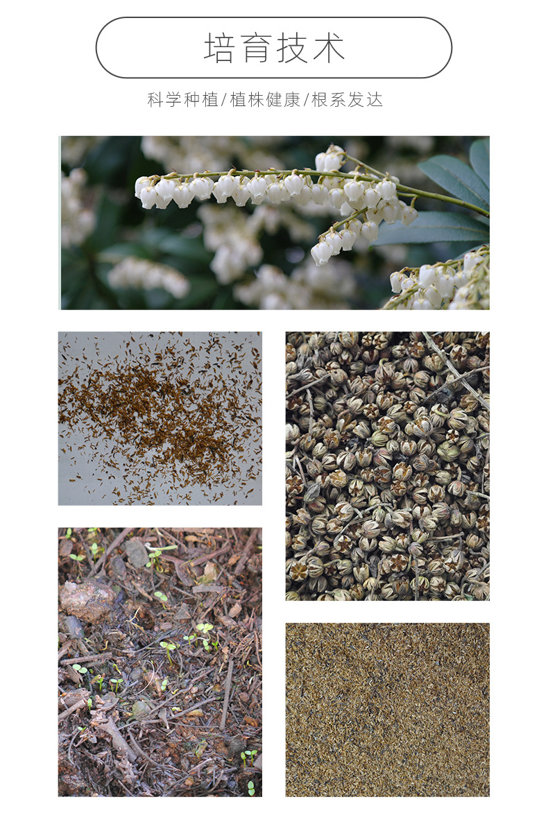 马醉木杜鹃种子花色白色新叶红色云南高山杜鹃种子净种当年新采
