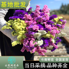 云南鲜花勿忘我干花束大小真花插花客厅装饰摆件情人草鲜花水晶草