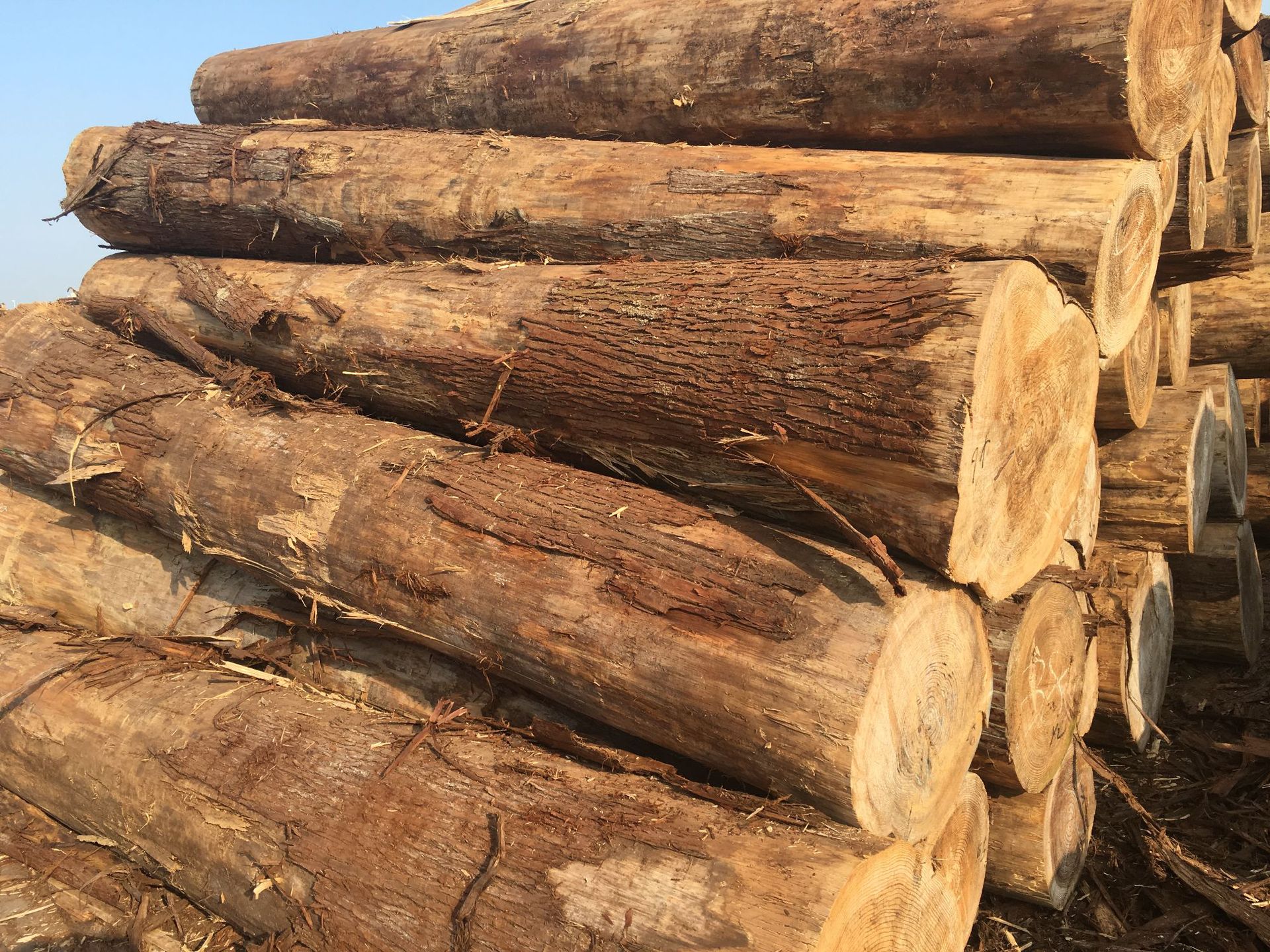 柳杉原木大口径柳杉原木棺木寿材杉木桩杉木杆工地河道打桩木削尖